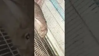 flemish brown female rabbit