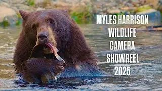 Wildlife Showreel - Myles Harrison DOP