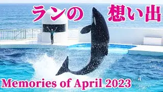 神戸須磨シーワールドに移送されたランの想い出!!April 2023 鴨川シーワールド シャチショー KamogawaSeaWorld  orca killerwhale