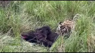 tiger Ganesh attack sloth bear I Ranthambhore national Park # tiger # Ranthambhore #