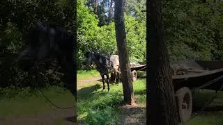 #Лошадь и Повозка на Природе - Домашние #Животные Украины 4k #Horse #Animal Shorts Videos