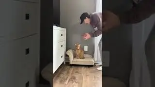 Cuteness Aggression is No Joke