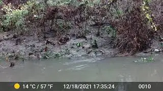 Rummel Creek Otters