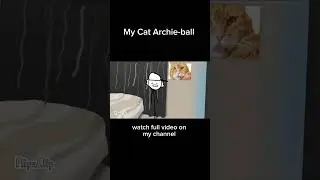 My cat Archie-ball #shorts #animation