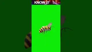 🐝 Почему пчёлы танцуют? | Тайный язык медоносных пчёл 🍯