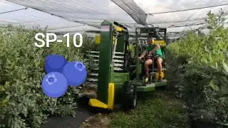 Berba borovnice Italija SP-10 / Blueberry harvest Italy SP-10