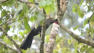 Crested Guan