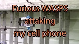 Aggressive and furious HORNETS / WASPS attacking my cell phone