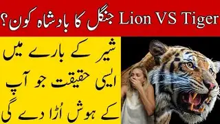 Lion VS Tiger, Unbelievable Result | Brain Stories
