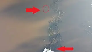 How to Throw the DONKEY RIG! Double Magnum Flukes for BASS!