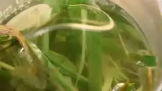 Hay Infusion under Microscope.