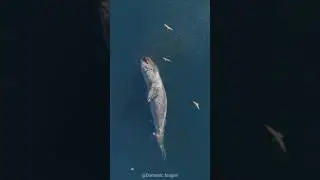 Что происходит, когда умирает синий кит? Вы не поверите.