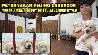 Peternakan Anjing Labrador Terselubung di Pet Hotel Javanese Style