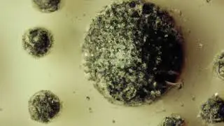 The Alien Within - Mitochondrial origin