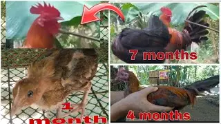 A QUICK TRANSFORMATION | (TANDANG NA) 1 to 7 Months | BACK YARD BREEDING.