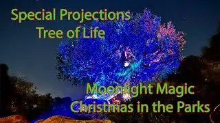 Special Projections on the Tree of Life - Disney Animal Kingdom - Moonlight Magic