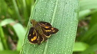 Potanthus omaha, commonly known as the lesser dart, is a species of skipper butterflies.