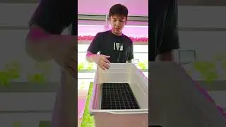 INDOOR LETTUCE TRANSPLANTING TAGALOG