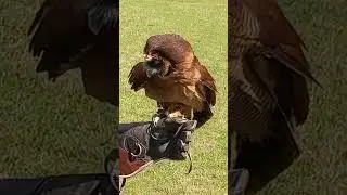 BROWN WOOD OWL