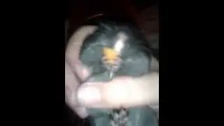 wtf was that noise???this gerbil loves his carrot
