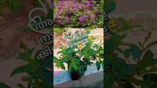 melastoma plant❤️#gardening #rosecaring #trending #garden #nature #flowers #melastoma #viralshorts