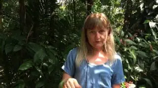 Costa Rican Chocolate Tour