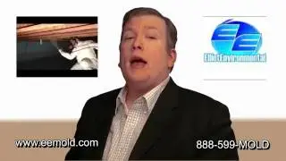 Michigan Mold Removal Specialist