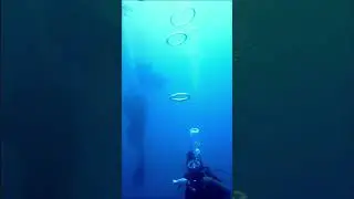 The bubble ring explosion ✨ #scubadiving #templeadventures #pondicherry #india