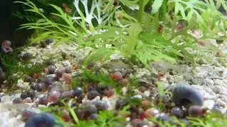 Hi-Grade Blue Ramshorn Snails