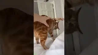 Cute Kittens 🐱 funny cats moments 🙀 # Part 9302