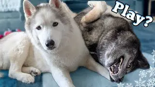 Does My Old Dog Still Play With the Other Dogs?