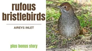 How can ONE SMALL bird be SO FRUSTRATING?? | RUFOUS BRISTLEBIRDS (Aireys Inlet Victoria Australia)