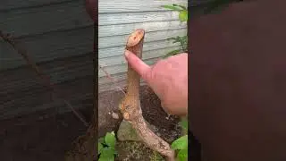 Why you can renovate rhododendrons (latent buds) #redsealvas #landscaper #rhododendrons #shrubs