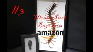 Unboxing DEAD BUGS from AMAZON/BICBUGS (ASMR) No Talking