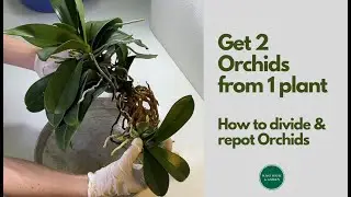 Get 2 Orchids from 1 Plant! How to Divide & Repot Orchid?