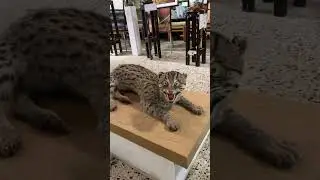 Wildlife #pakistan #karachi #wildlife #shorts #viralshorts #viralvideo
