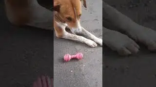 Playtime fail #dogshorts #cute #streetdogs #playtime #fails #doggodoingthings #boredpets #boreddogs