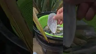 Tools I need to extract the fibers from the flax. #gardening #mukaharakeke