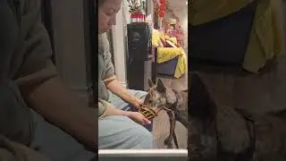 Muzzle Training a Vietnamese Phu Quoc ridgeback dog