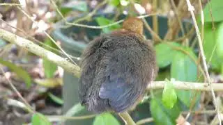Australian native scrub turkey chick, newly hatched - Brisbane 18 Jan '18