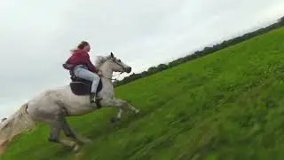 Horse. Cinematic drone video.