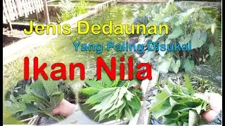 Budidaya Ikan Nila, Pakan Alternatif Dedaunan yang Paling di Sukai