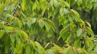 🌳 Gentle Rain Sounds for Studying & Deep Focus | 2 Hours
