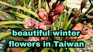 beautiful winter flowers in Taiwan tanaman bunga yang mekar di musim dingin di negara Taiwan