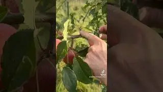 Fruiting Spurs on Young Fruit Trees #chilterns #orchard #fruitorchard #fruit