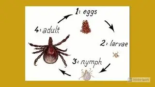 Rhipicephalus sanguineus, ciclo de vida