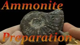 Ammonite Amaltheus margaritatus Lias delta