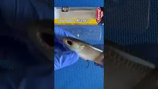 😱Berkeley Nessie 7😱      A soft bodied glidebait!  🧐but will it catch them? #swimbait #Glidebait