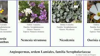 Angiospermas, ordem Lamiales, fam&iacute;lia Scrophulariaceae verbascum buddleja myoporum simplex nodosa