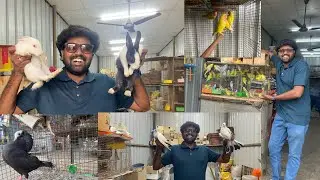 Cheapest Pets & Exotics Animals Shop in Coimbatore ￼ snake, rabbit, cocktail lovebirds must visit ￼